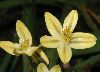 image of Bloomeria crocea