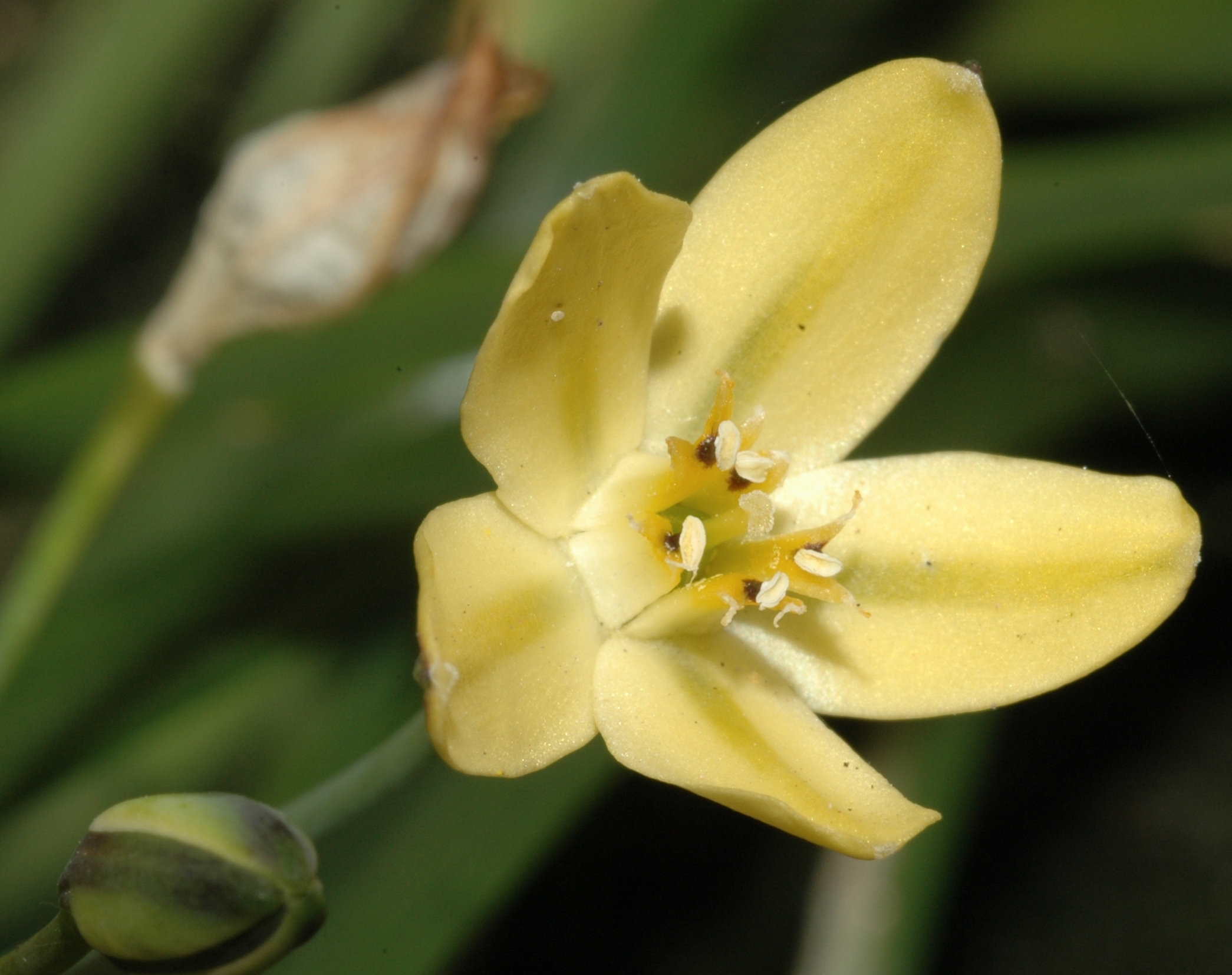 Themidaceae Bloomeria crocea