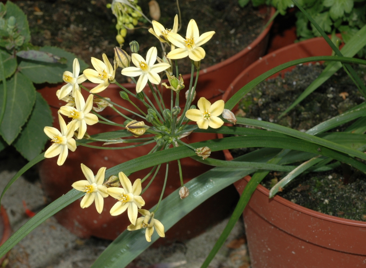 Themidaceae Bloomeria crocea