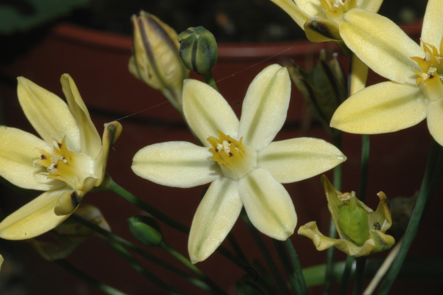 Themidaceae Bloomeria crocea