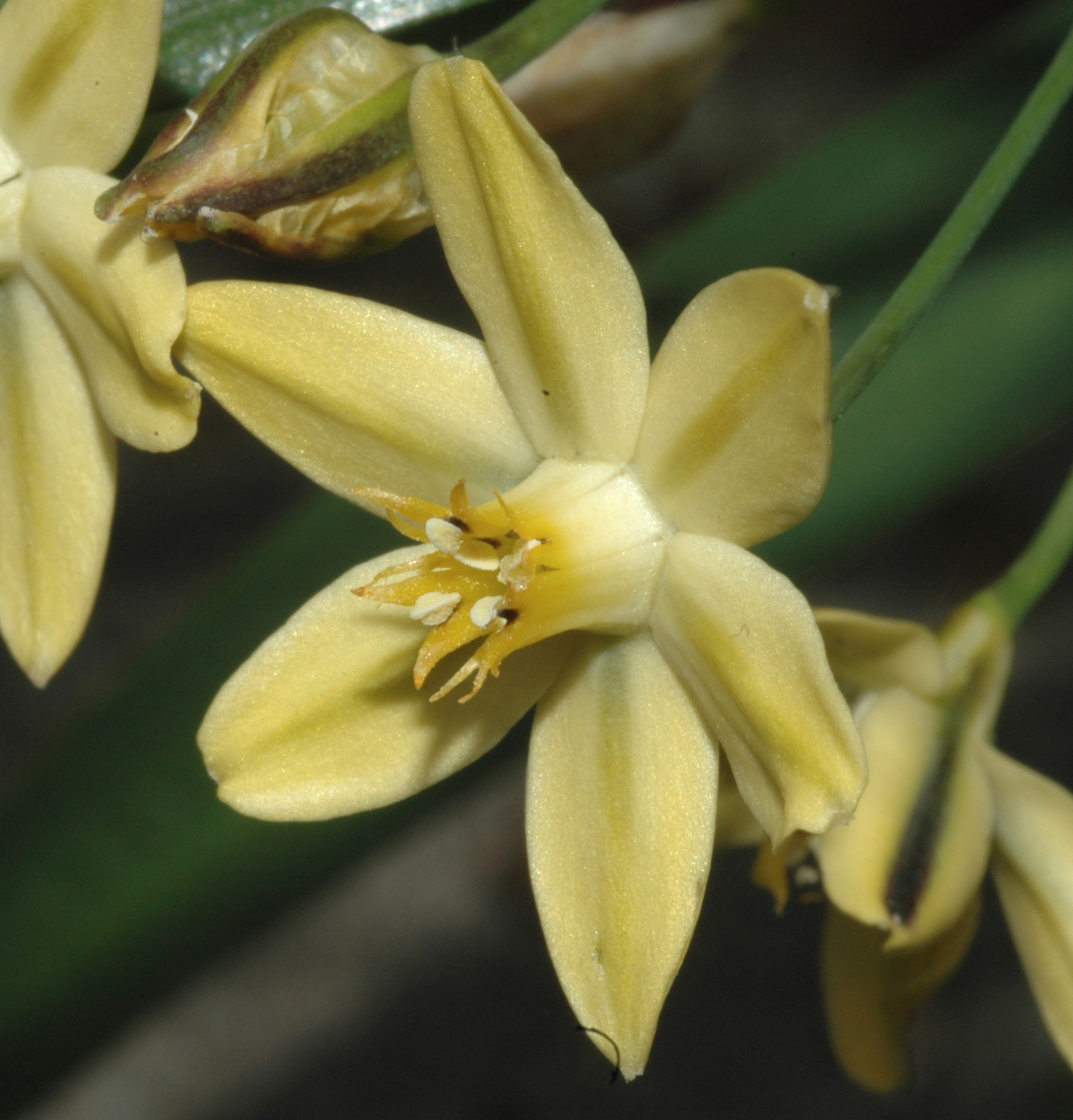 Themidaceae Bloomeria crocea
