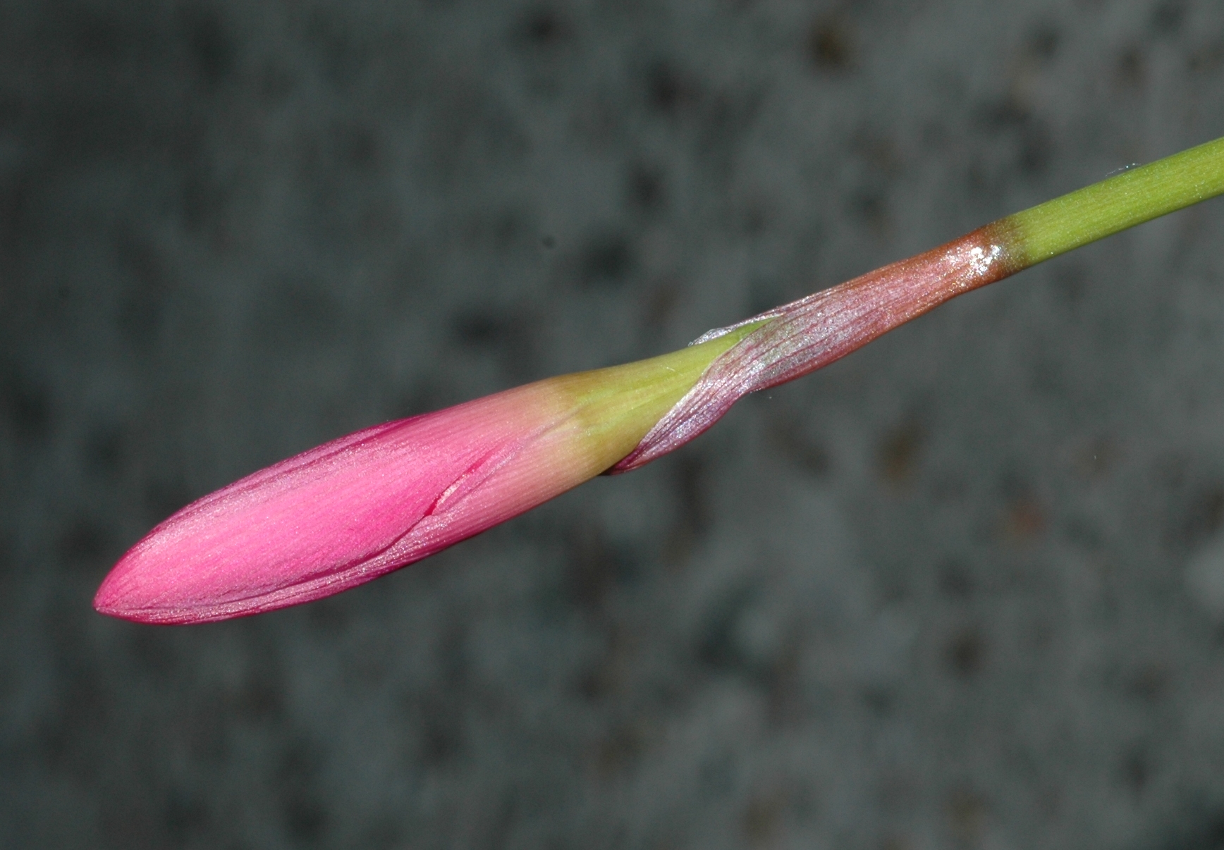 Amaryllidaceae Zephyranthes grandiflora