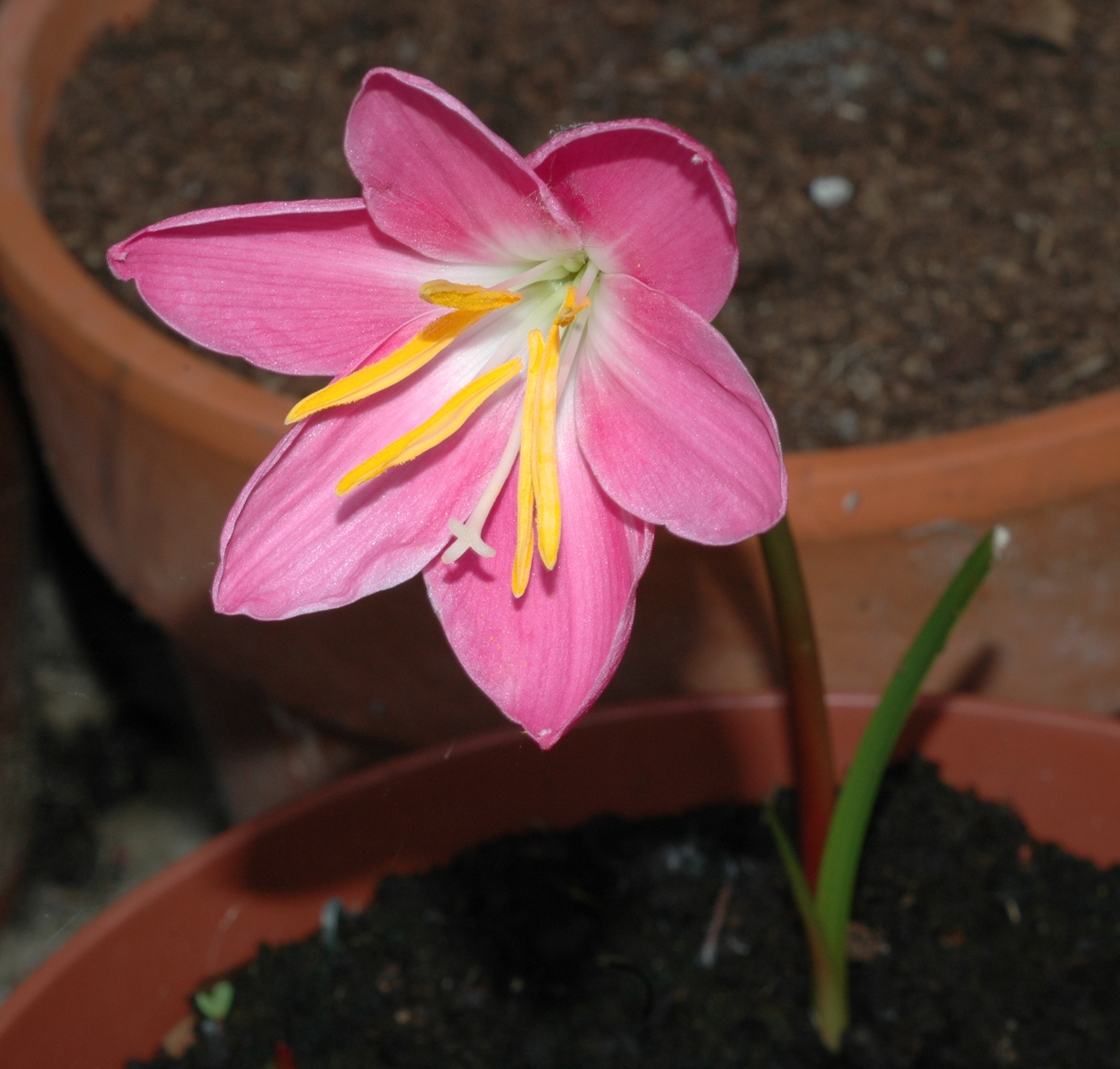 Amaryllidaceae Zephyranthes grandiflora