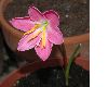 image of Zephyranthes grandiflora
