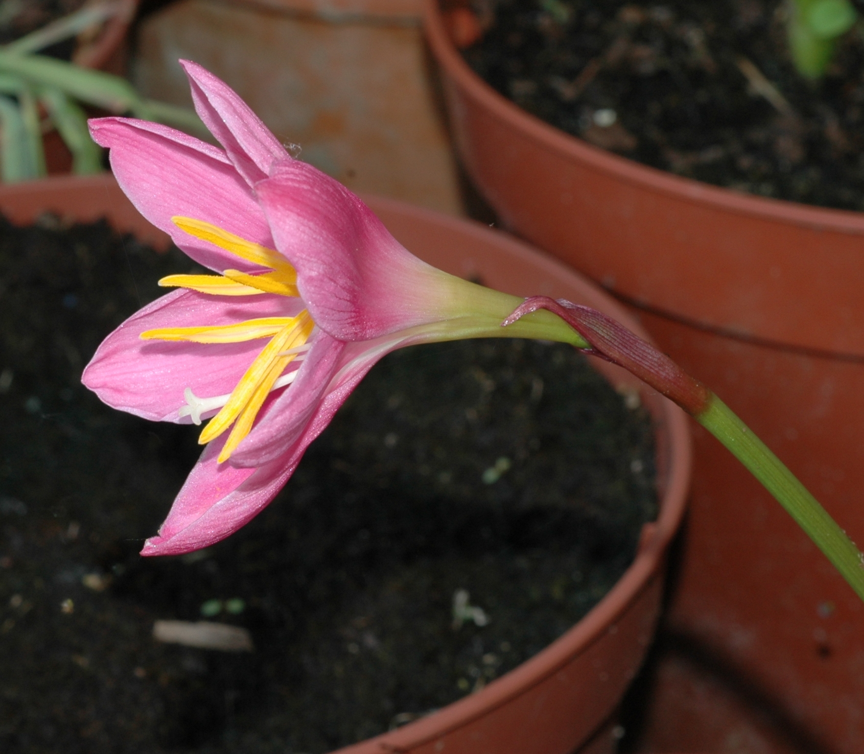 Amaryllidaceae Zephyranthes grandiflora