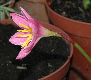 image of Zephyranthes grandiflora