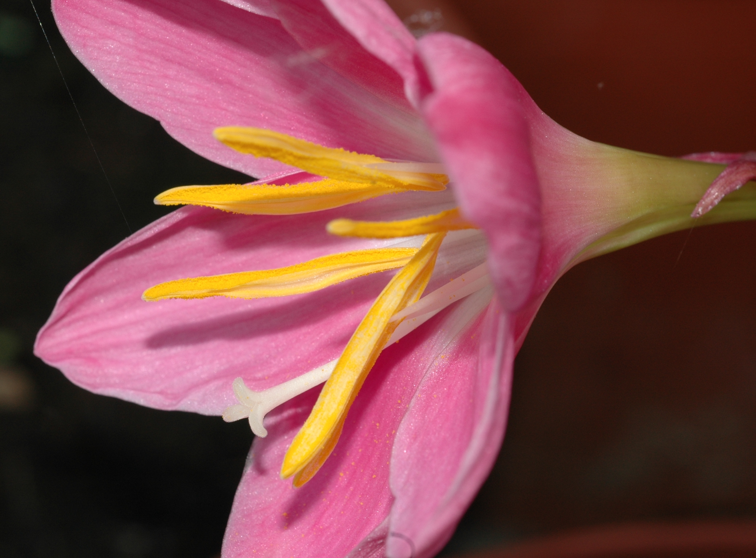 Amaryllidaceae Zephyranthes grandiflora