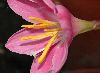 image of Zephyranthes grandiflora