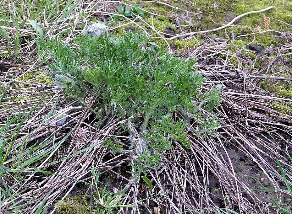 Ranunculaceae Pulsatilla vulgaris