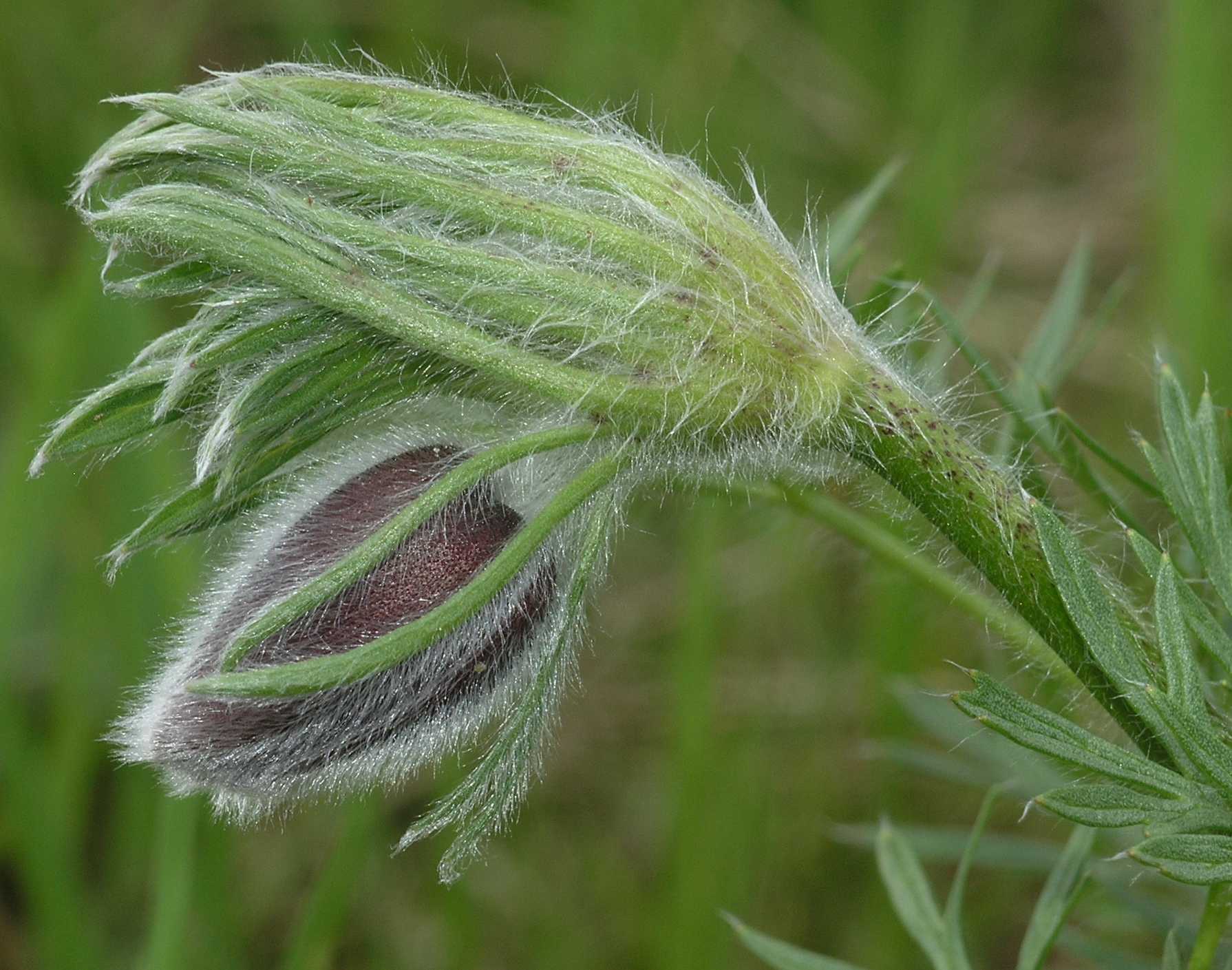 Ranunculaceae Pulsatilla vulgaris