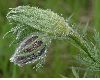 image of Pulsatilla vulgaris
