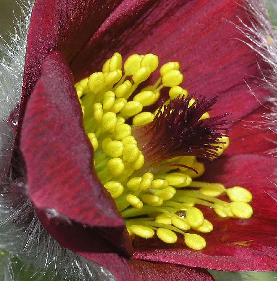 Ranunculaceae Pulsatilla vulgaris
