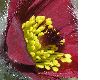 image of Pulsatilla vulgaris