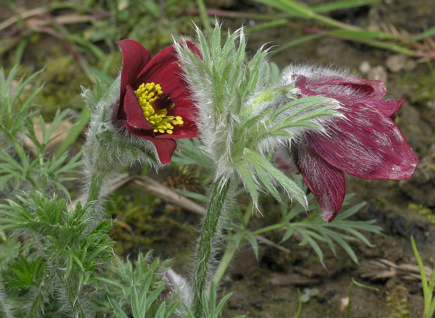 Ranunculaceae Pulsatilla vulgaris