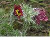 image of Pulsatilla vulgaris