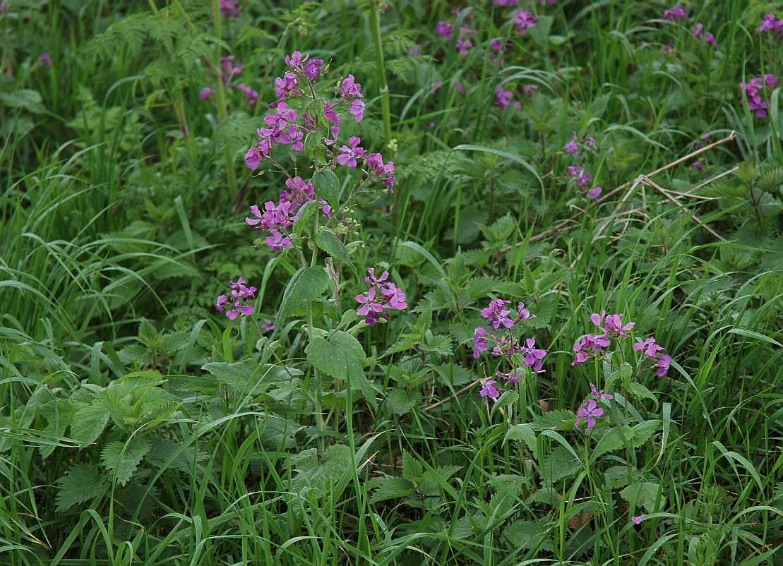 Brassicaceae Lunaria annua