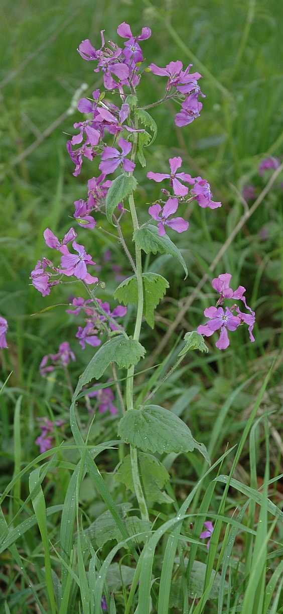 Brassicaceae Lunaria annua