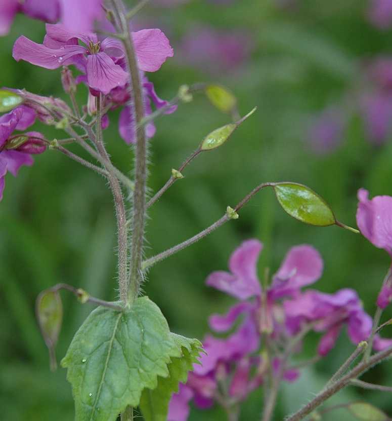 Brassicaceae Lunaria annua