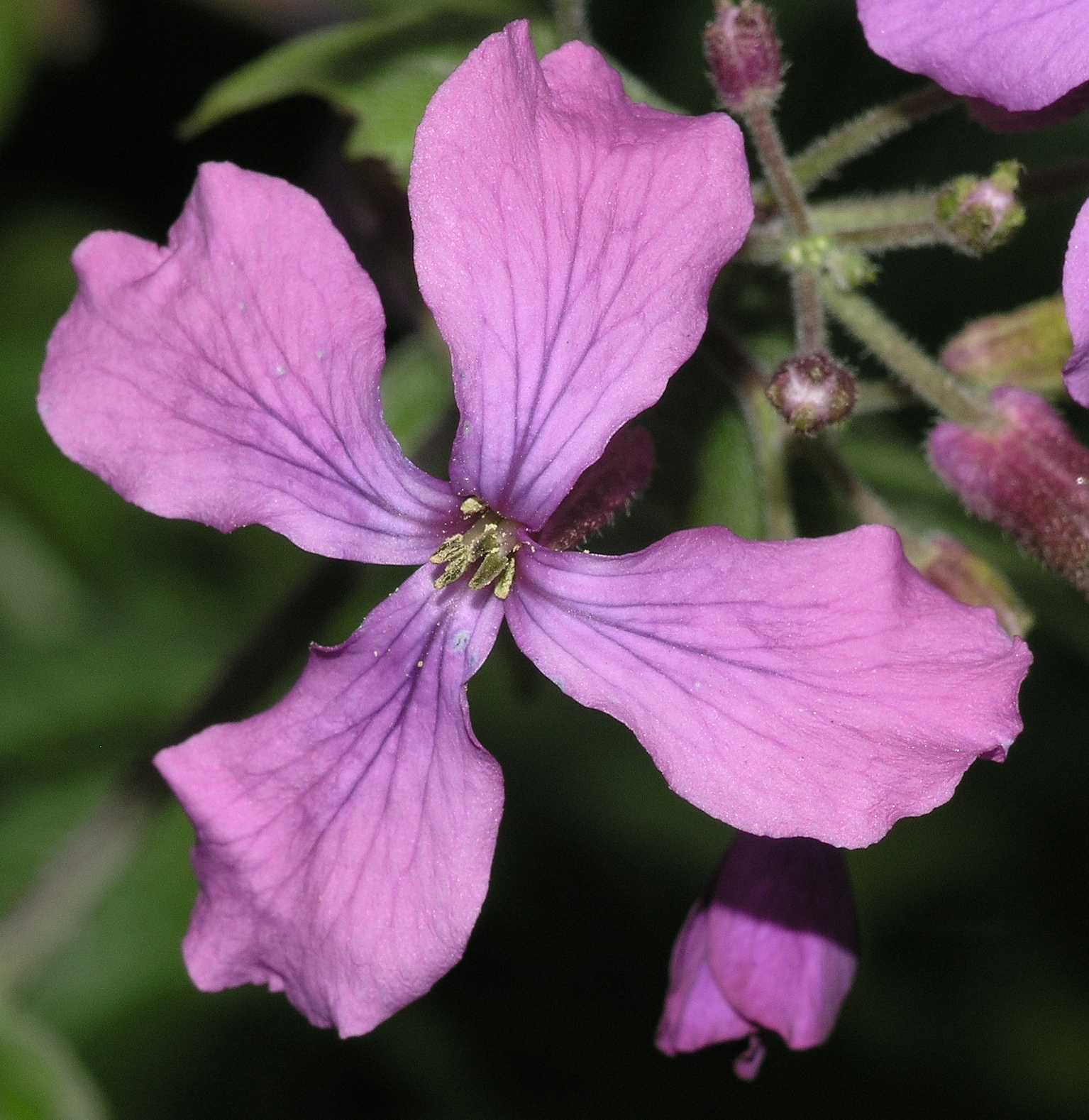 Brassicaceae Lunaria annua