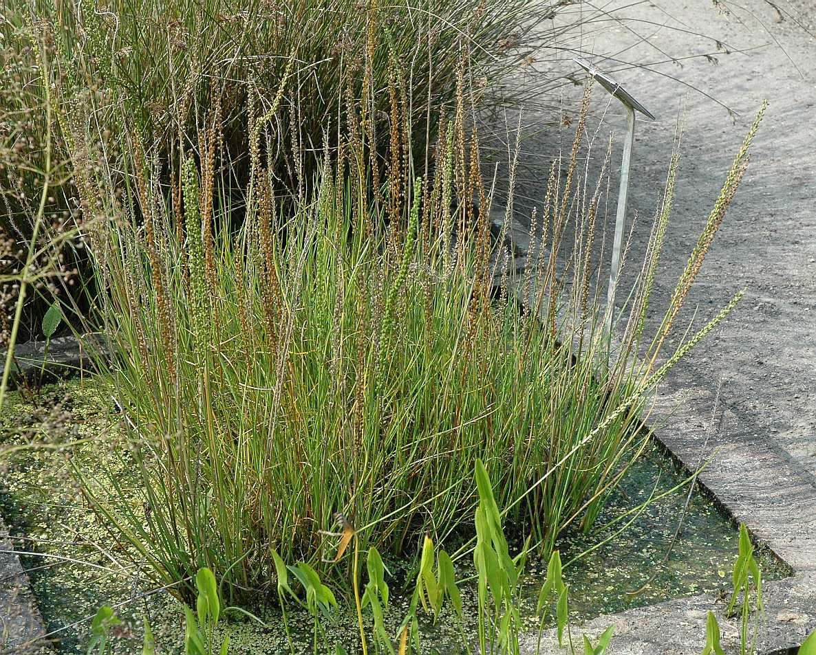 Juncaginaceae Triglochin palustre