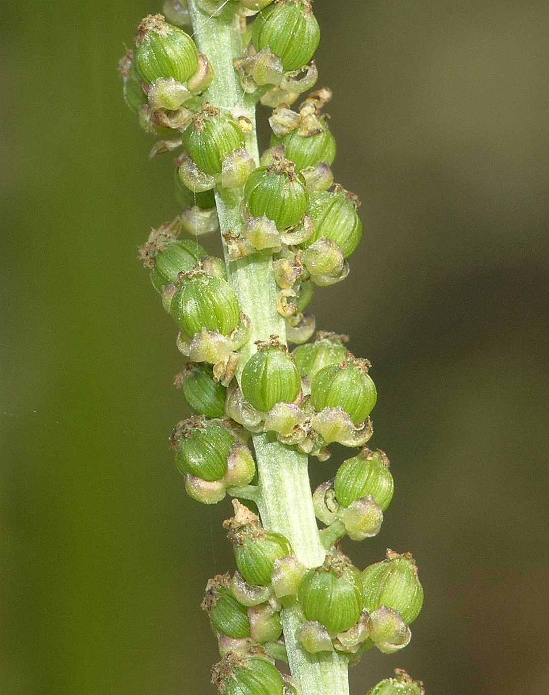 Juncaginaceae Triglochin palustre