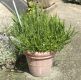 image of Baccharis genistelloides