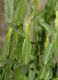 image of Baccharis genistelloides