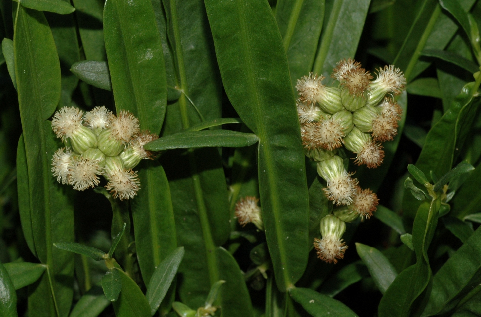Asteraceae Baccharis genistelloides
