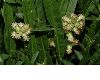 image of Baccharis genistelloides