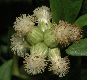 image of Baccharis genistelloides