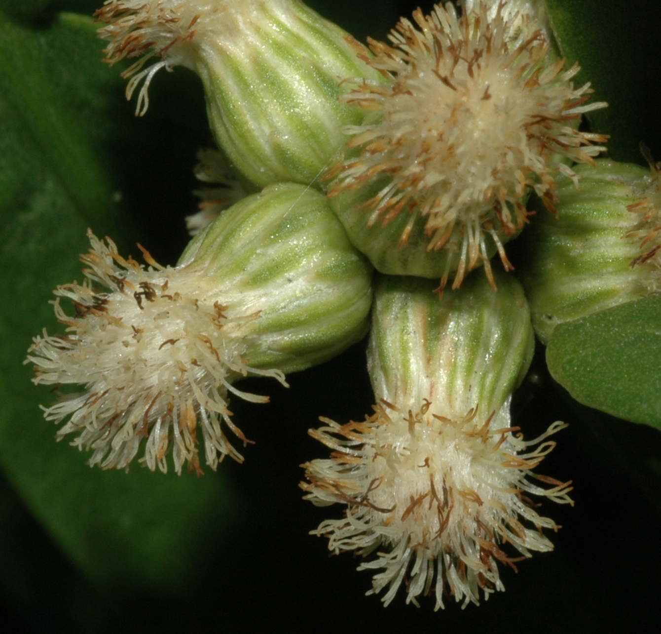 Asteraceae Baccharis genistelloides