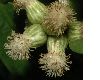 image of Baccharis genistelloides