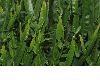 image of Baccharis genistelloides