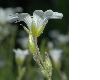 image of Cerastium arvense