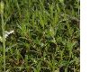 image of Cerastium arvense