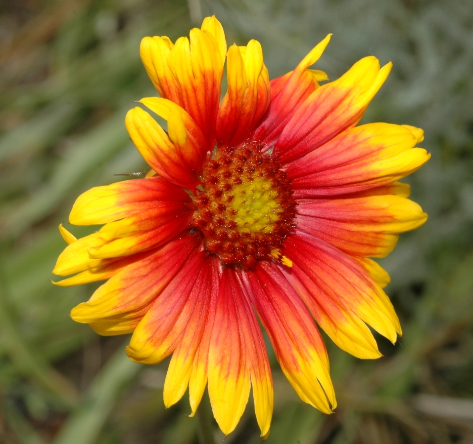 Asteraceae Gaillardia 