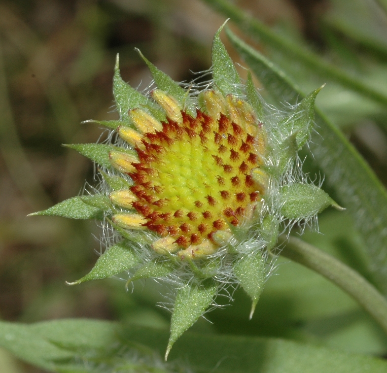 Asteraceae Gaillardia 