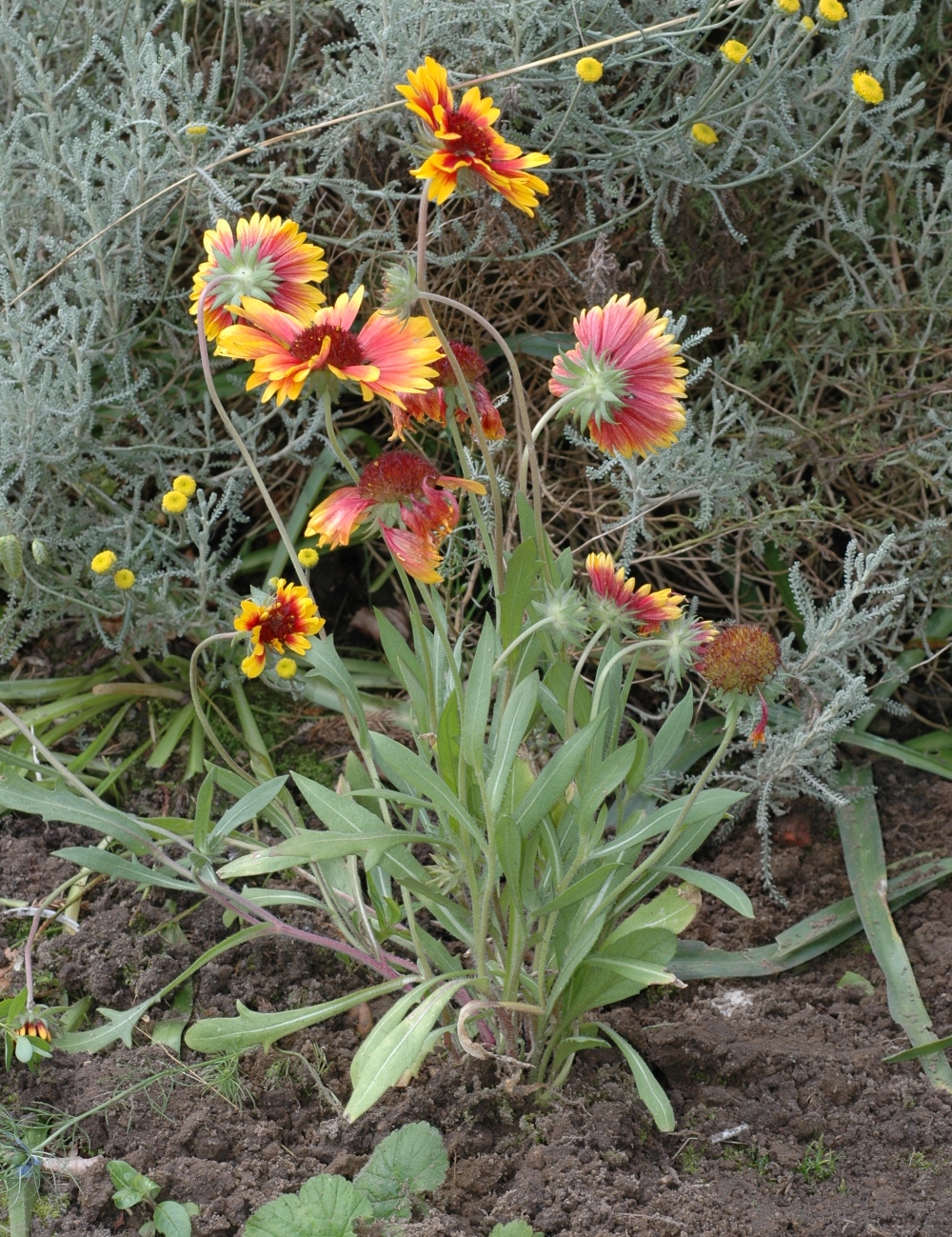 Asteraceae Gaillardia 