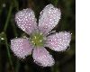 image of Petrorhagia saxifraga