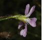 image of Petrorhagia saxifraga