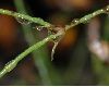 image of Petrorhagia saxifraga
