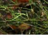 image of Petrorhagia saxifraga