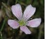 image of Petrorhagia saxifraga
