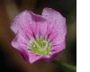 image of Petrorhagia saxifraga