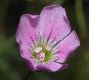 image of Petrorhagia saxifraga