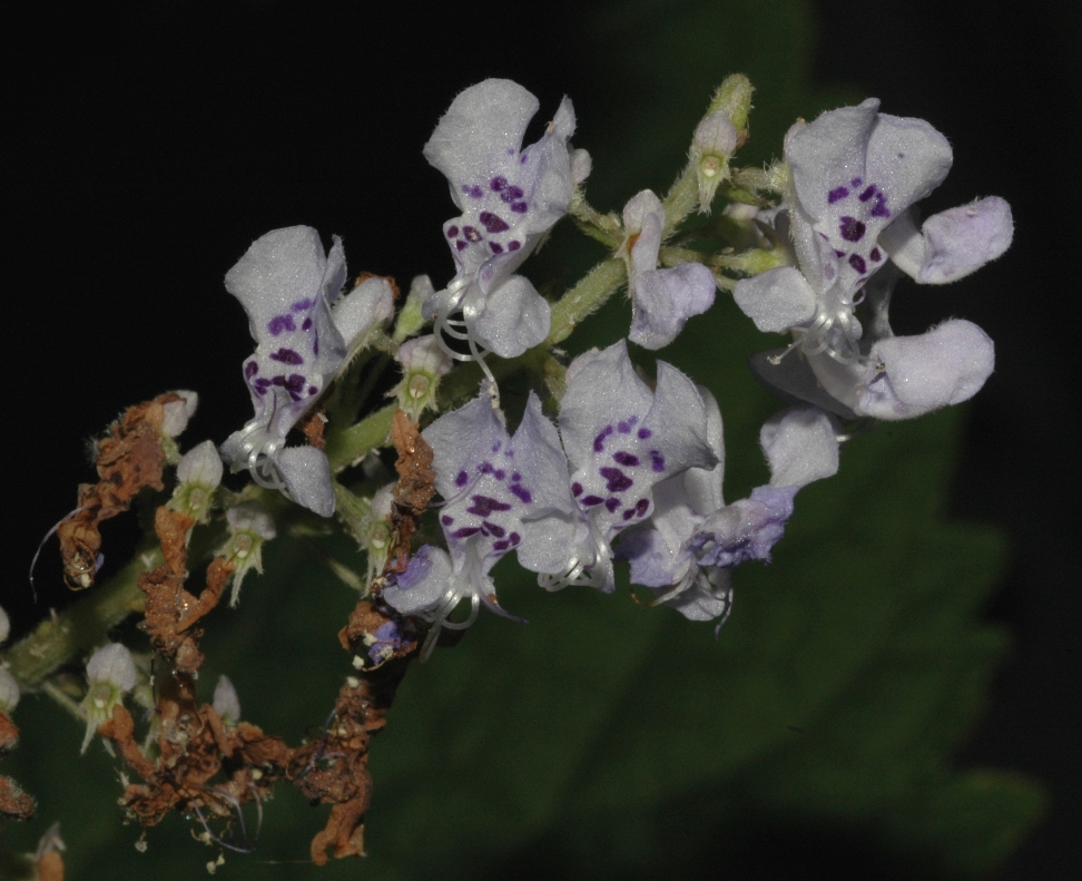 Lamiaceae Plectranthus fruticosus