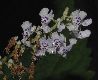 image of Plectranthus fruticosus