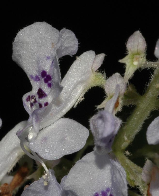 Lamiaceae Plectranthus fruticosus