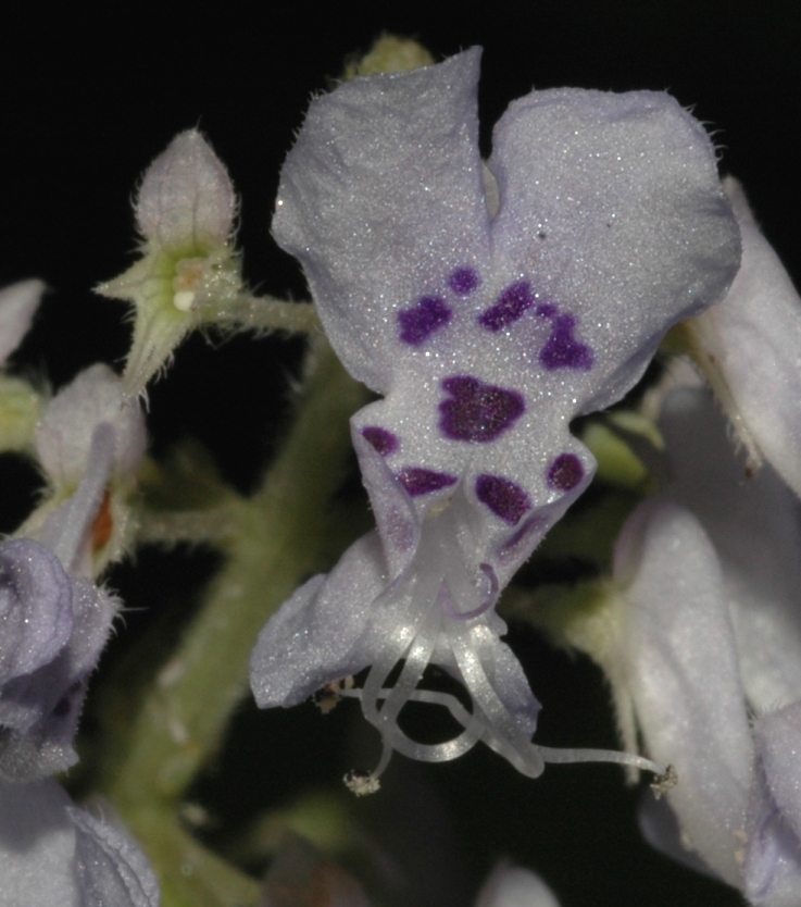 Lamiaceae Plectranthus fruticosus