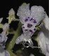 image of Plectranthus fruticosus